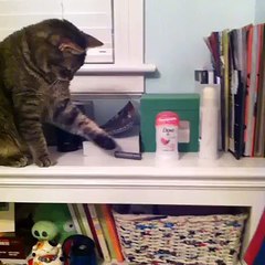 Odanızın dağınık olmasının en büyük nedeni - Sabotajcı kedi