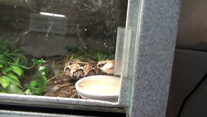 C'est l'heure du repas, il lache son cobra affamé dans l'appartement !