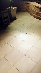 Ils ont voulu tuer une énorme araignée et ils ont eu la surprise de leur vie ! Peureux s'abstenir !