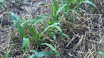 Cover crops provide improved weed control in corn field