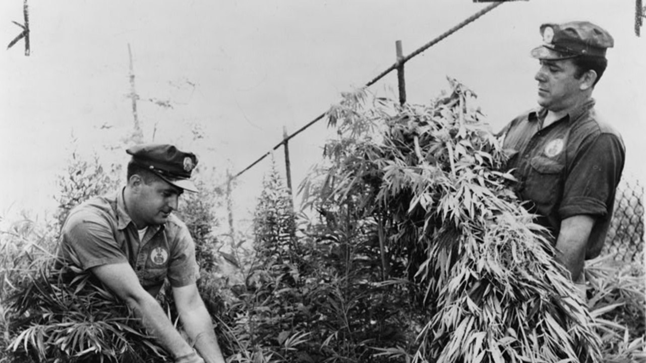 Why Is Weed Illegal?