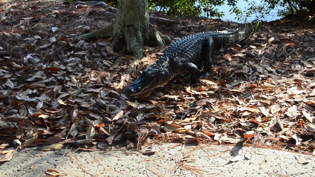Незваный гость