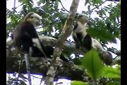 Rare and previously unseen Tonkin snub-nosed monkey footage