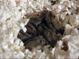 ❤ Cute Baby Dwarf Hamsters ❤ {Makeup Geek}