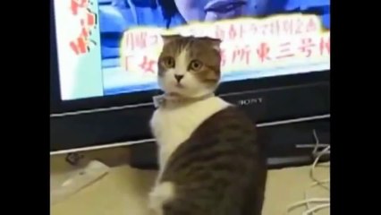 Gatti che fanno ridere!®