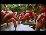 ANIMAL NATION - RED CRABS CRAZY ANTS