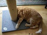 My cat Viggo enjoying some catnip :-)