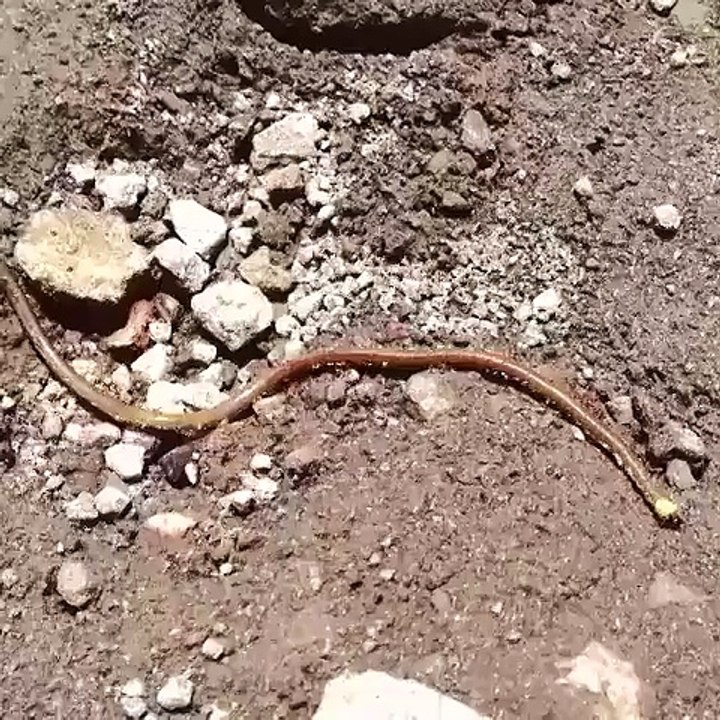 WURM DER HURENSOHN TANZT ZU POPMUSIK