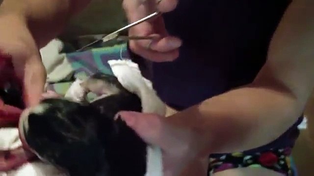 Dog Screams Bloody Murder Giving Birth: 2nd Puppy Birth