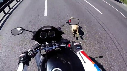 A motorcyclist helps catch a dog running along a road