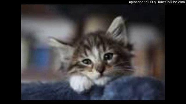 慕情/Love Is a Many-Splendored Thing/ピアノ 高橋丈太郎