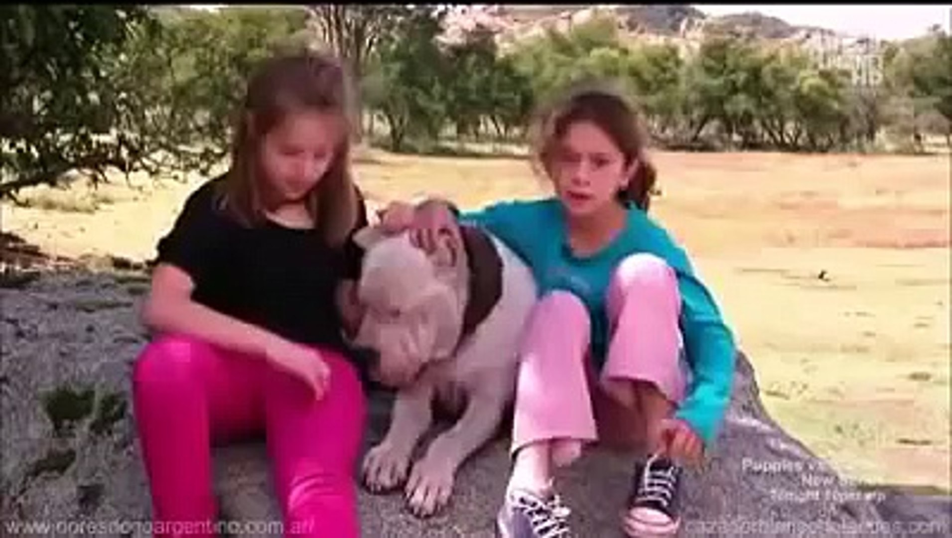 Dogo Argentino "Morocho" saves 2 girls from Puma attack - video Dailymotion