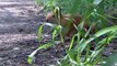 Белка кормится с рук,  squirrel feeders with hand
