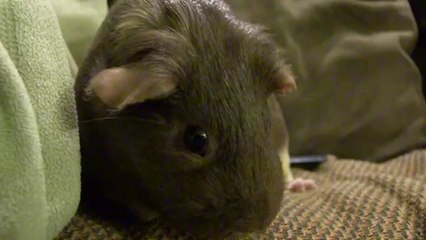 Record Breaking Guinea Pig Jump 66cm