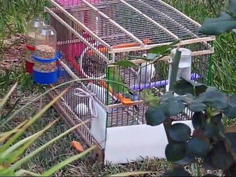 Le chant des perruches