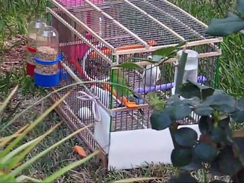 Le chant des perruches