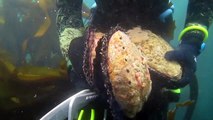 Freediving for 10 inch Abalone