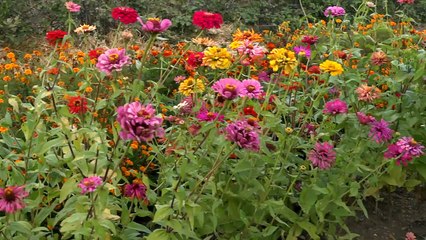 Growing Zinnias | At Home With P. Allen Smith