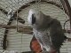 THE African Grey! Ruby, The swearing parrot. X Rated Parrot  37.