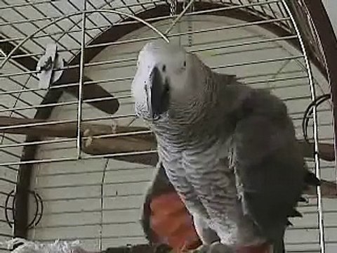 THE African Grey! Ruby, The swearing parrot. X Rated Parrot 37.