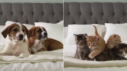 Cats vs Dogs: Which Pet Is Better