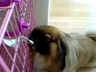 pekingese named Dou Dou
