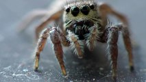 Super Cute Spider-Habronattus Coecatus Jumping Spider
