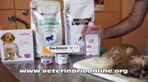 La diarrea en Perros - Veterinario Online