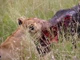 Three lions take down cape buffalo in maasai mara national reserve