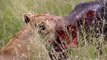 Three lions take down cape buffalo in maasai mara national reserve