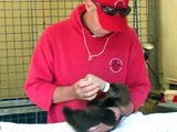 Tiny sea otter pup brought to Seward after Kodiak rescue by Alaska SeaLife Center