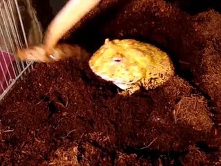 albino pacman frog eating shrimp