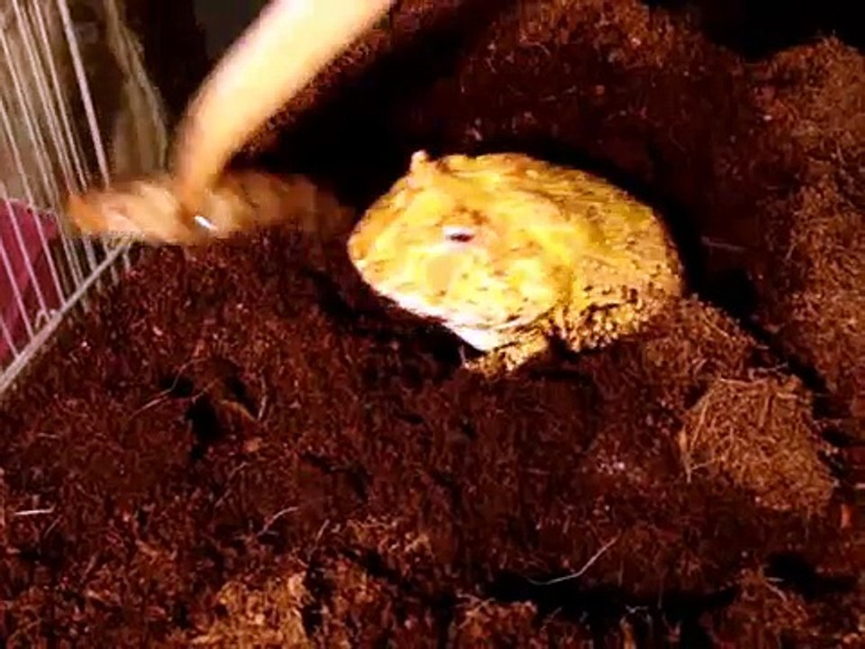 albino pacman frog eating shrimp