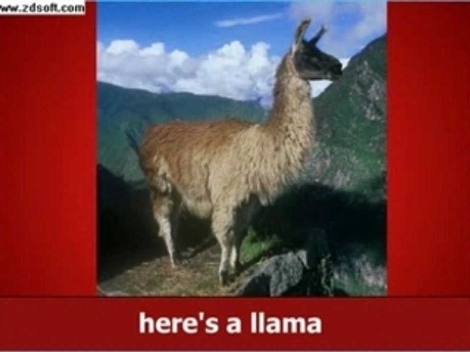 lama amv