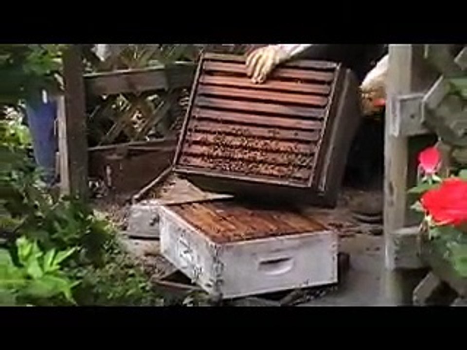 Honey Bees  Thriving in Old Hive Box