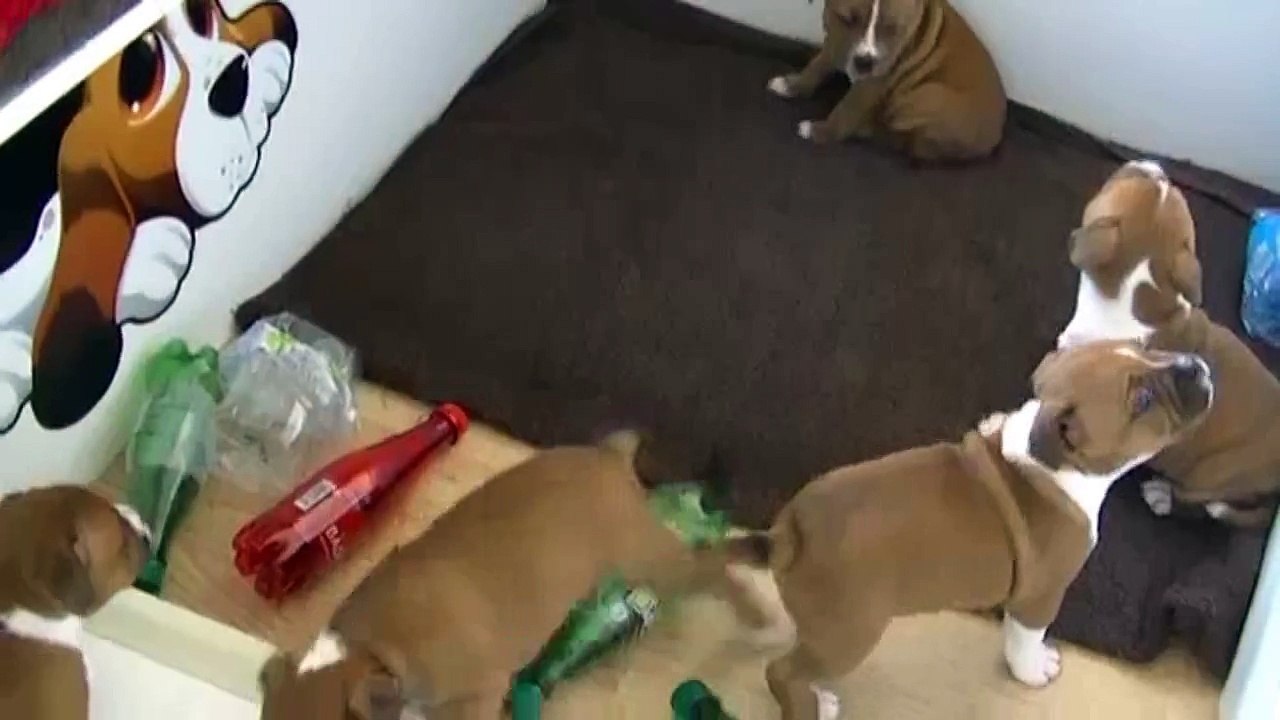 84ème vidéo des chiots de la 19ème portée de Staffordland