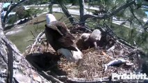 Southwest Florida Eagle Cam