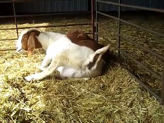 Assisting in breech delivery with Boer goat