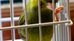 CANARY SINGING BEST VIDEO TO TRAINING CANARIES  BIRDS
