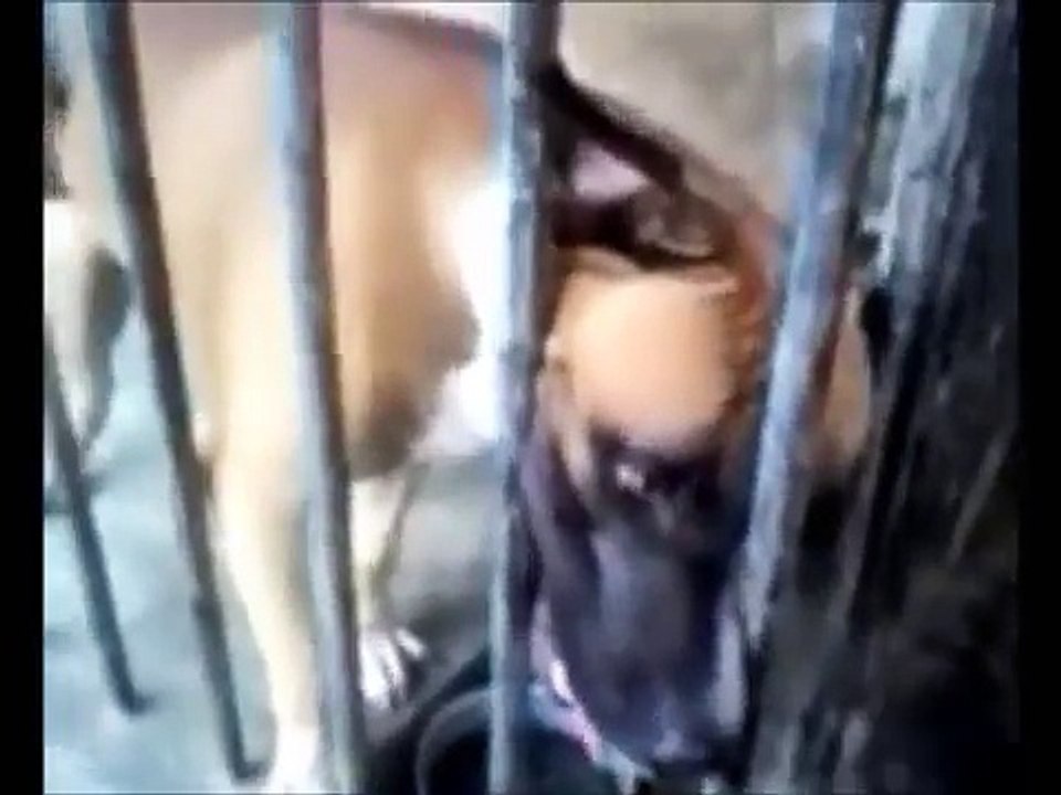 Pitbull vs Doberman