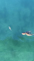 Impressive chase : Octopus VS crab
