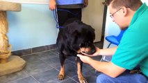YouTube: hombre se reunió con su perro después de 8 años (VIDEO)