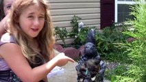 Girls get Scared by a Scary Spider Prank - Kids Funny Comedy Video