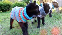 Newborn Cute Baby Goat Triplets in Sweaters