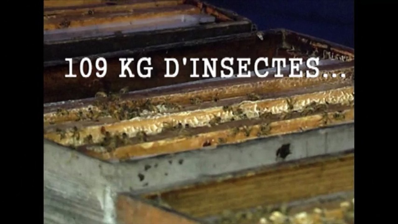 Cet homme se recouvre d'un million d'abeilles et entre dans le livre des records