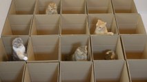 9 cute kittens & cats playing in 20 boxes!
