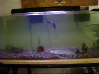 Arowana + Piranha + 3 Pacus vs mouse, vs cichlid, feeding frenzy