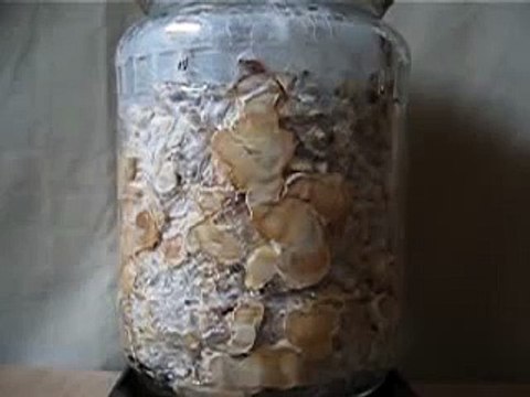 Psilocybe atlantis shrooms mushrooms sclerotia on rye