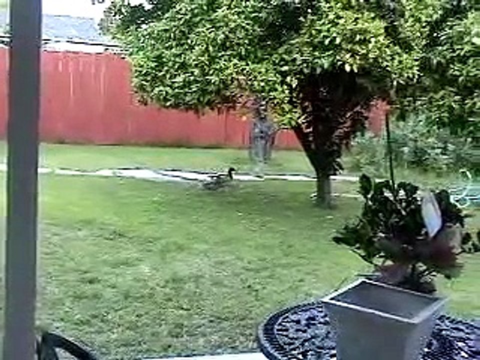 Ducks In the Garden