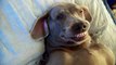 i r cute dreaming dog funny talking Weimaraner Super Britney is sleep barking woof woof